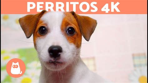 Vídeos porno de perritos cachondos; disfruta de la mejor。